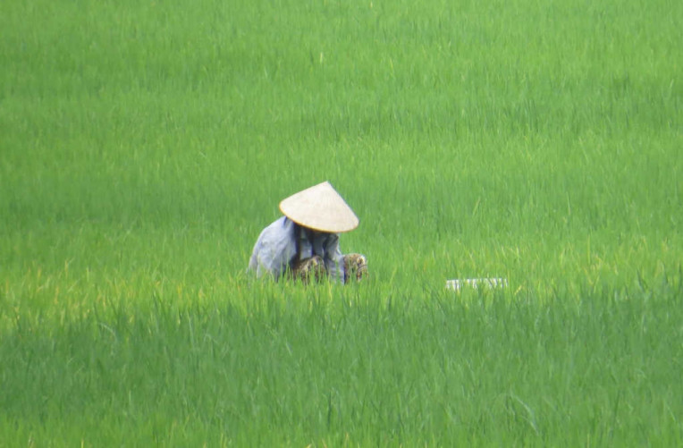0010_Reisfeld_Vietnam_Schoene Aussichten Touristik